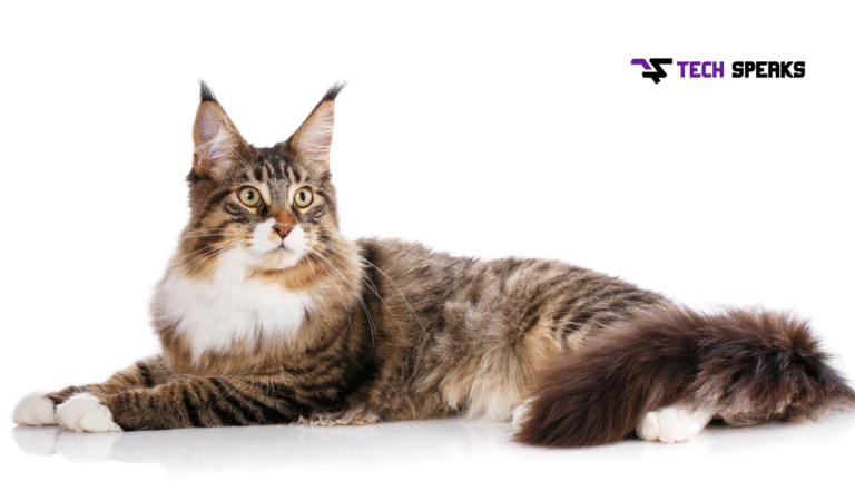 are maine coons hypoallergenic